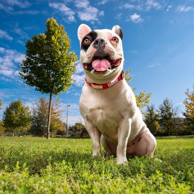 COLLAR PARA PERROS XS/S MARVEL